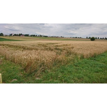 Działka przemysłowa Werbkowice sprzedam, pow. 18 186 m2  (1.82ha) - zdjęcie 8