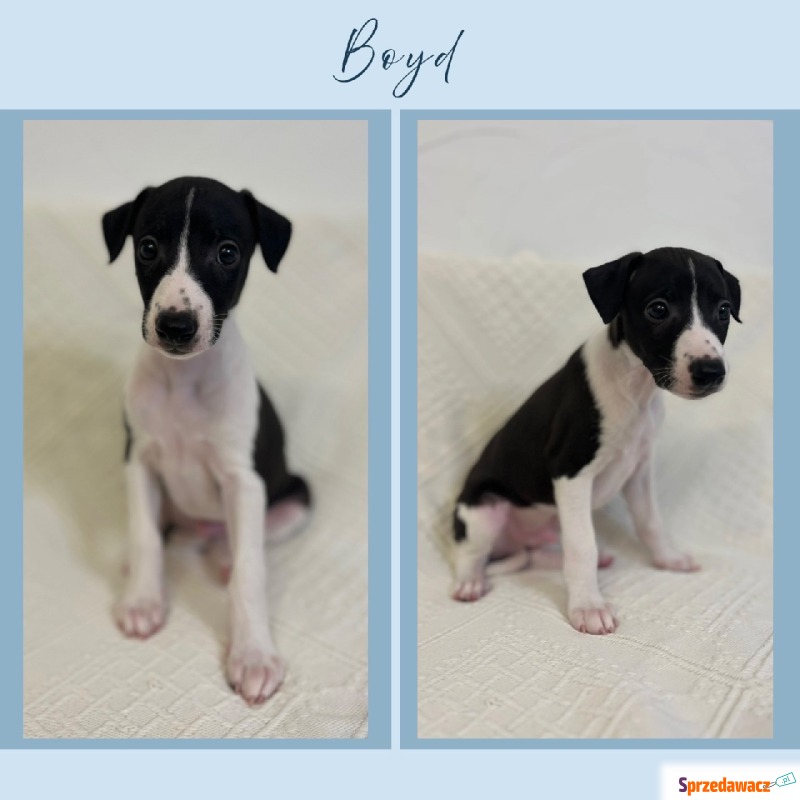 Chart Angielski WHIPPET - Psy - sprzedam, oddam - Wyszyna