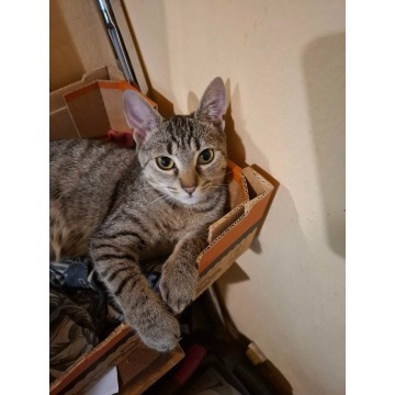 Rysia - 9 miesięczna koteczka do adopcji - Koty - sprzedam, oddam - Gdańsk - zdjęcie 1