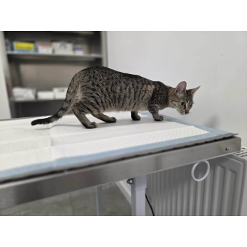 Rysia - 9 miesięczna koteczka do adopcji - Koty - sprzedam, oddam - Gdańsk - zdjęcie 5
