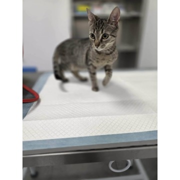 Rysia - 9 miesięczna koteczka do adopcji - Koty - sprzedam, oddam - Gdańsk - zdjęcie 6