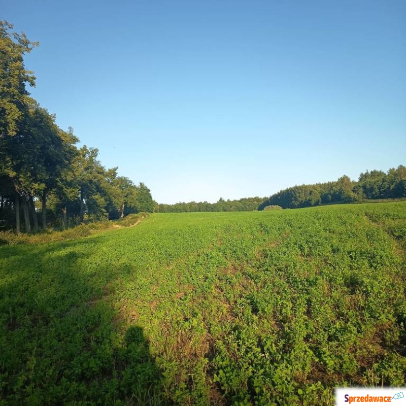 Działka rolna Skowrony sprzedam, pow. 50 000 m2  (5ha)