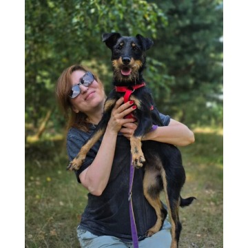 Płotka - młoda terrierka, wesoła, przyjazna sunia! - Psy - sprzedam, oddam - Warszawa - zdjęcie 3