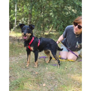 Płotka - młoda terrierka, wesoła, przyjazna sunia! - Psy - sprzedam, oddam - Warszawa - zdjęcie 5