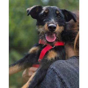 Płotka - młoda terrierka, wesoła, przyjazna sunia! - Psy - sprzedam, oddam - Warszawa - zdjęcie 1