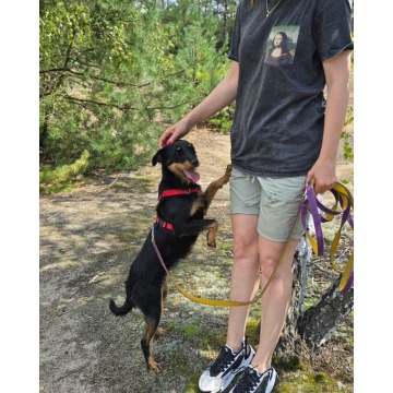 Płotka - młoda terrierka, wesoła, przyjazna sunia! - Psy - sprzedam, oddam - Warszawa - zdjęcie 4