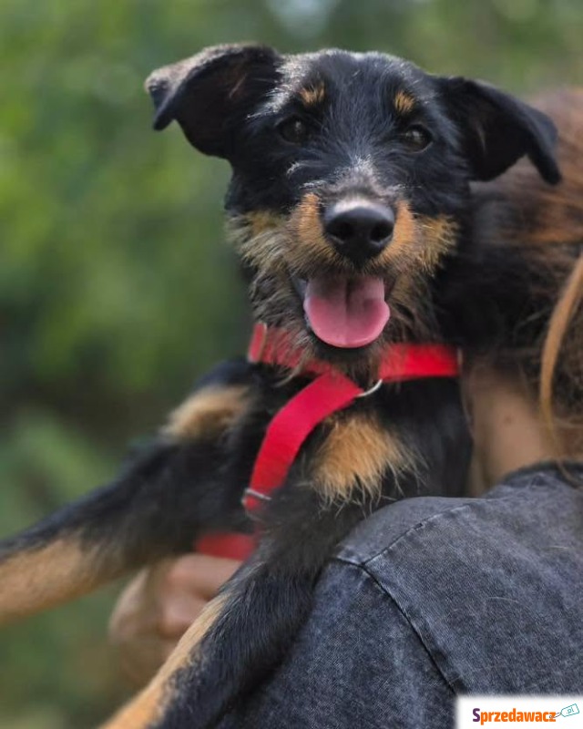 Płotka - młoda terrierka, wesoła, przyjazna sunia! - Psy - sprzedam, oddam - Warszawa