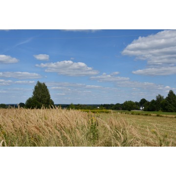 Działka rolna Strażów sprzedam, pow. 4300 m2  (43a) - zdjęcie 8