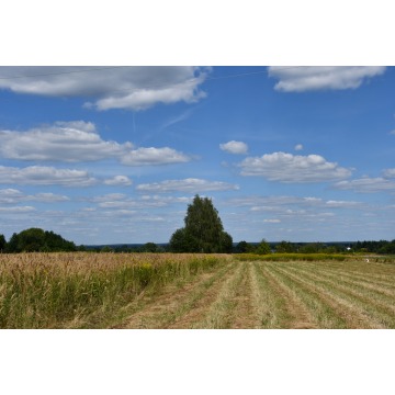 Działka rolna Strażów sprzedam, pow. 4300 m2  (43a) - zdjęcie 7