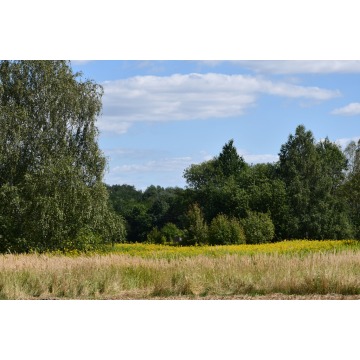 Działka rolna Strażów sprzedam, pow. 4300 m2  (43a) - zdjęcie 5