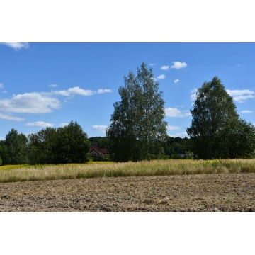 Działka rolna Strażów sprzedam, pow. 4300 m2  (43a) - zdjęcie 4