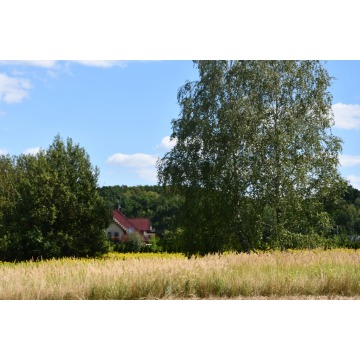Działka rolna Strażów sprzedam, pow. 4300 m2  (43a) - zdjęcie 6